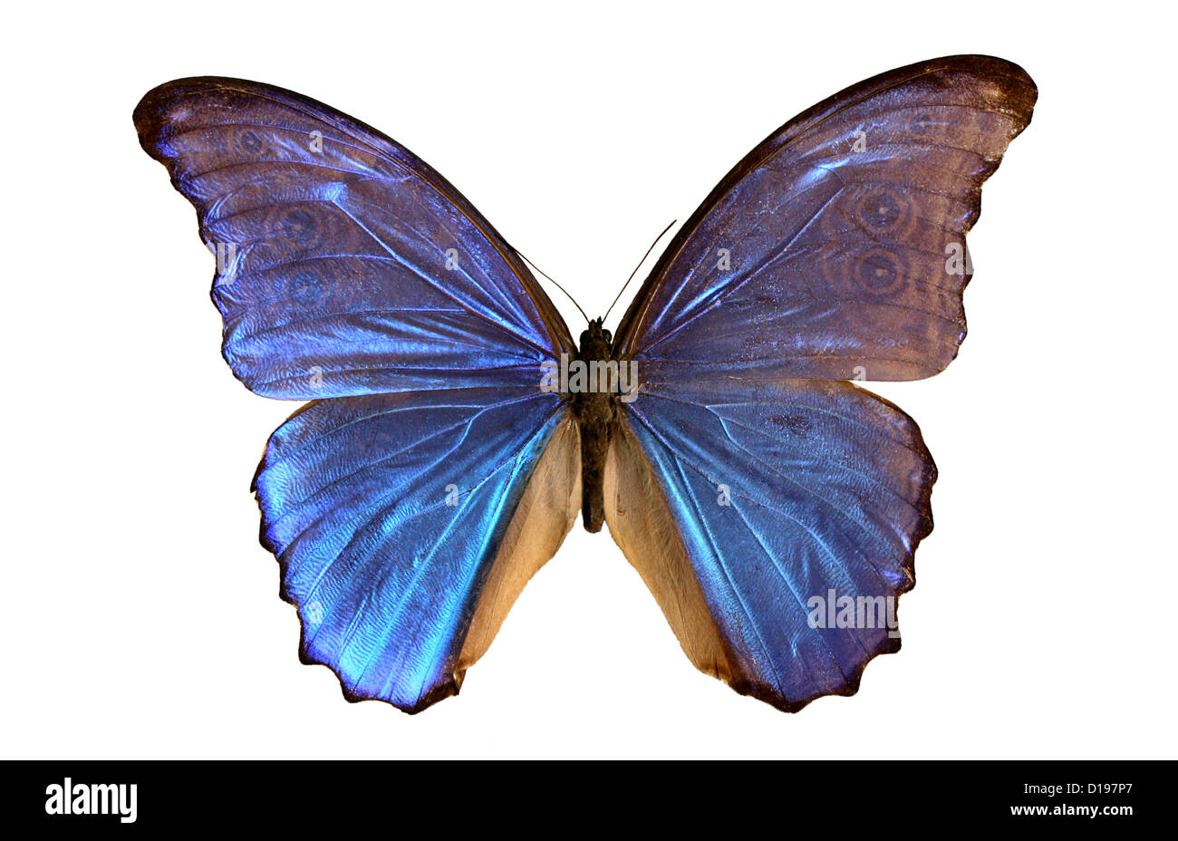 The South American Morpho Butterfly Butterflies Wildlife Of Panama