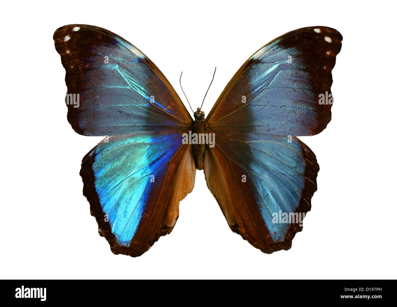 Deidamia Morpho, Morpho deidamia, Nymphalidae. A Neotropical butterfly ...