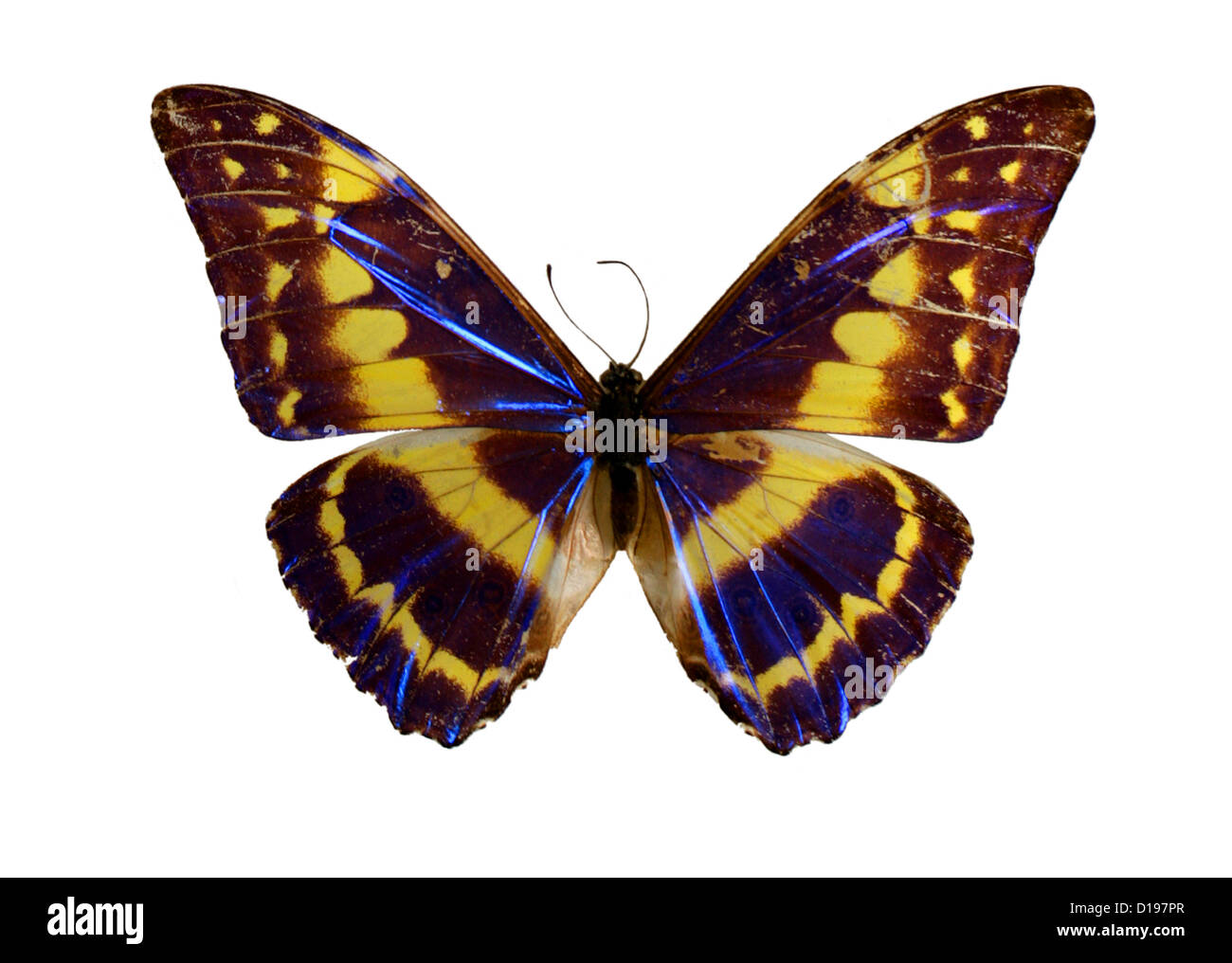 Morpho Butterfly, Morpho cypress cyanides, Nymphalidae, Lepidoptera. Female Stock Photo