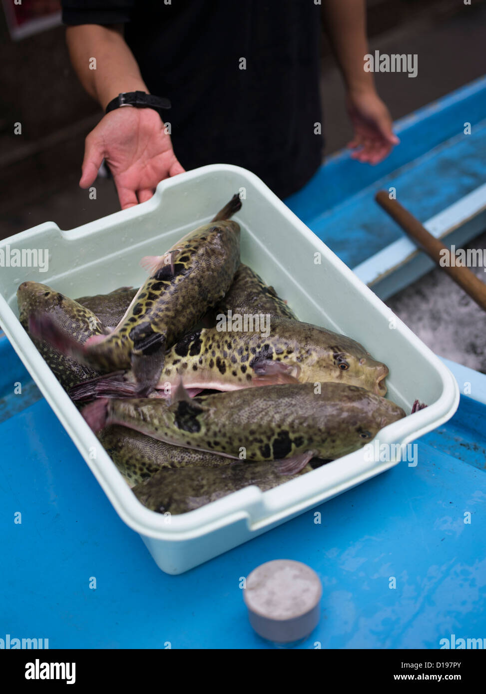 Fugu, puffer fish,  blowfish ( tiger fugu ) which contains tetrodotoxin delivered to a restaurant in Kabukicho Tokyo Stock Photo