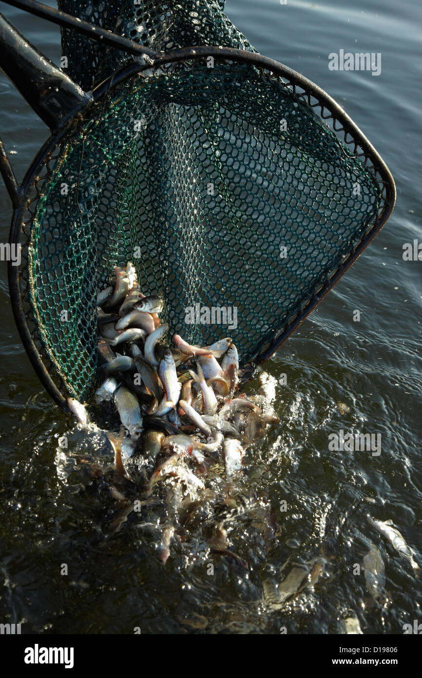 The release of hundreds of new fish into Danson Lake, Bexley, Kent, UK