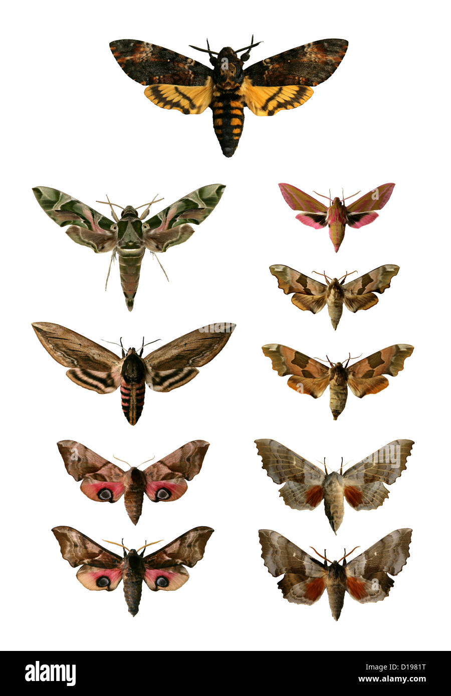 A Group of European Hawk-moths in the Sphingidae Family. Stock Photo