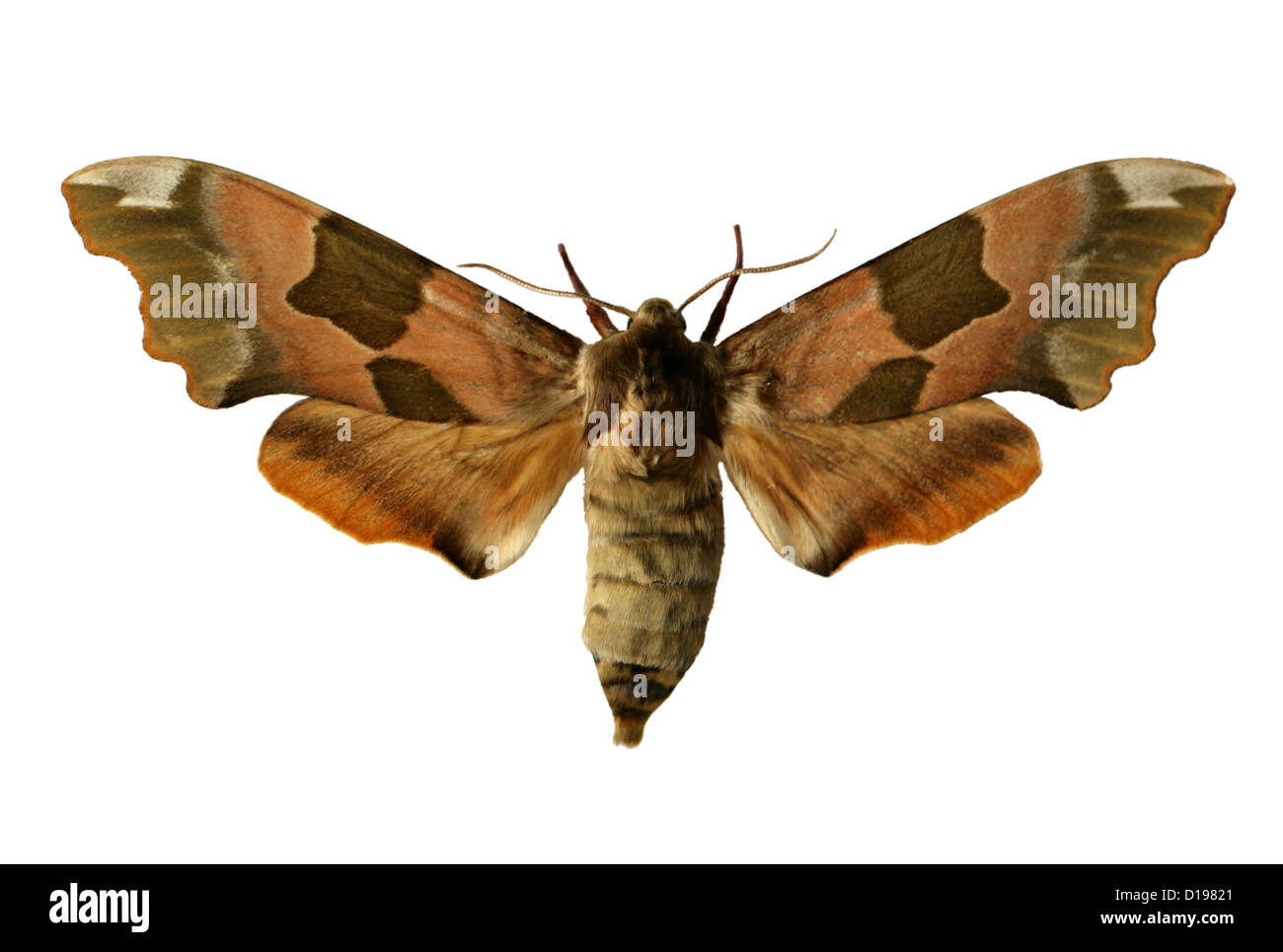 Lime Hawk-moth, Mimas Tiliae, Sphinginae, Sphingidae, Lepidoptera.  Male. Stock Photo