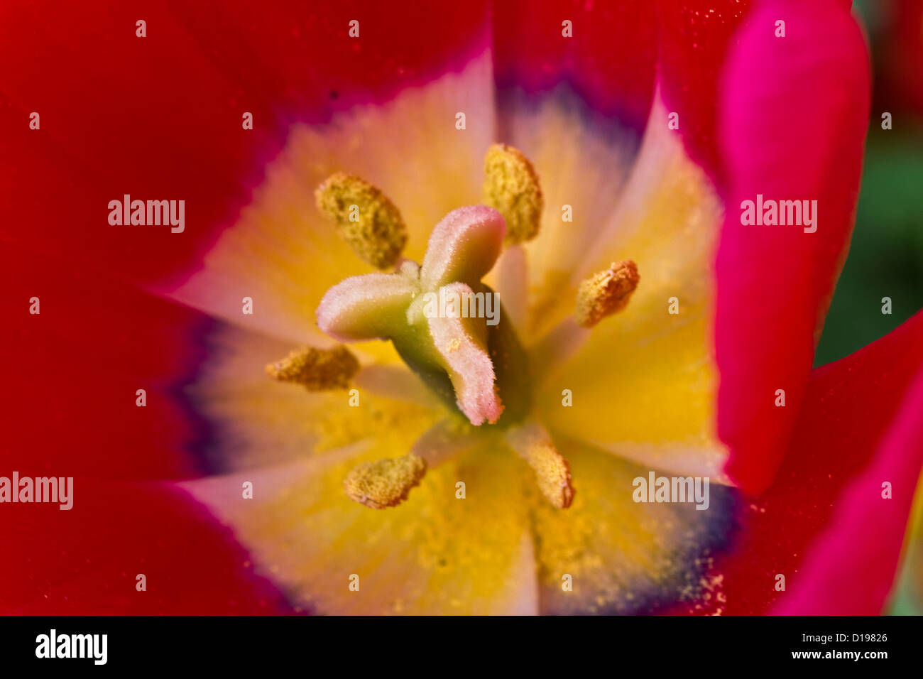 A large close-up of a Tulipan in Istanbul,Turkey,Europe Stock Photo