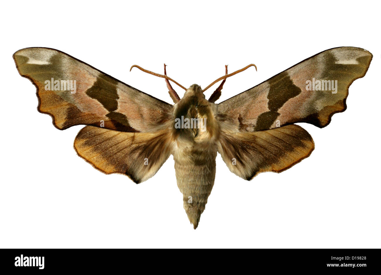 Lime Hawk-moth, Mimas Tiliae, Sphinginae, Sphingidae, Lepidoptera.  Female. Stock Photo