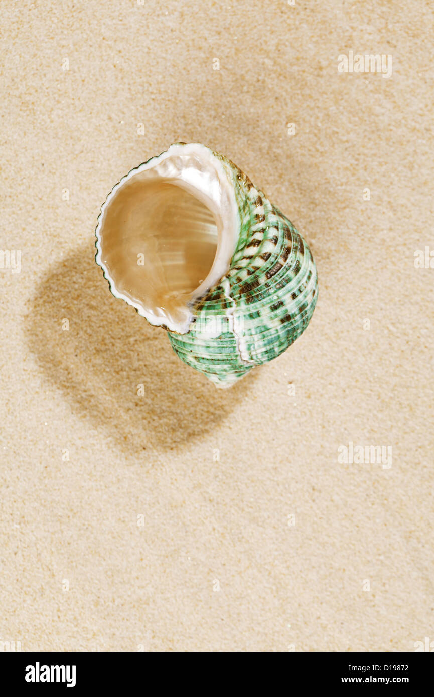 Pearly Top Sea Shells