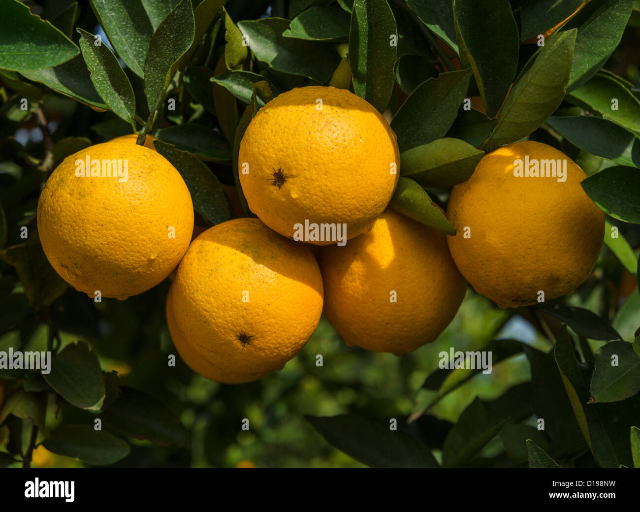 Orange groves polk county florida hires stock photography and images