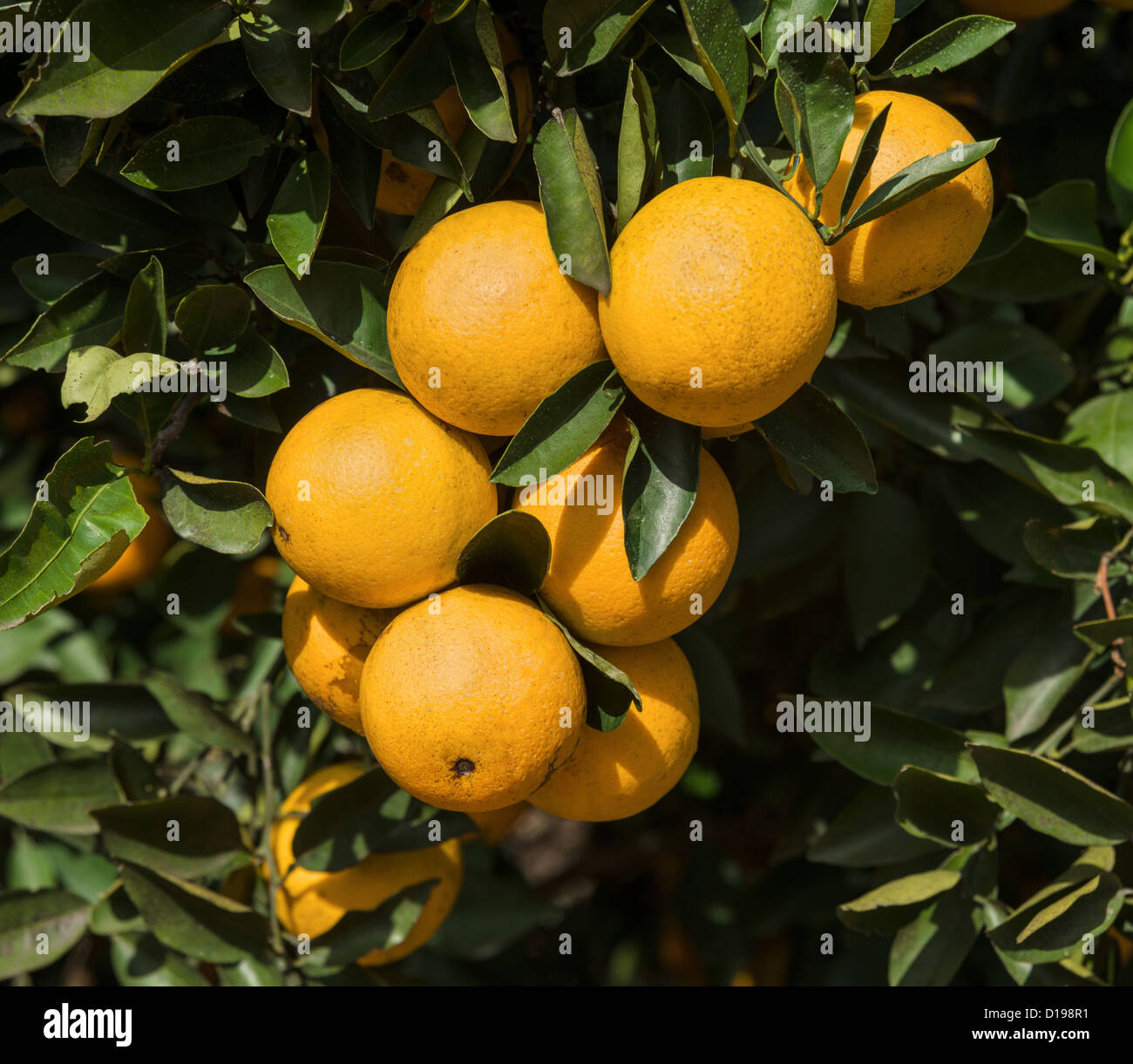 Orange groves polk county florida hires stock photography and images