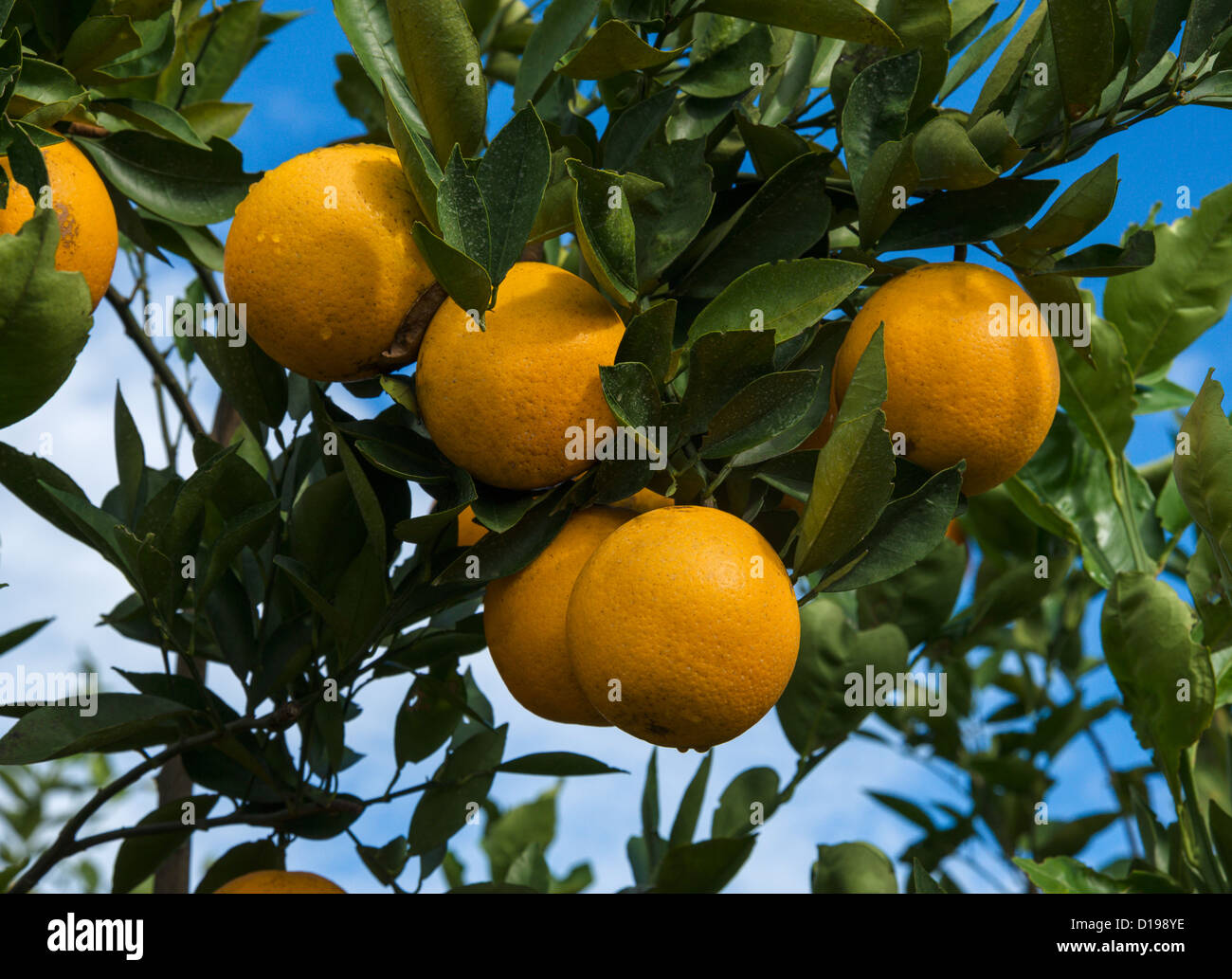 Florida Oranges High Resolution Stock Photography and Images Alamy