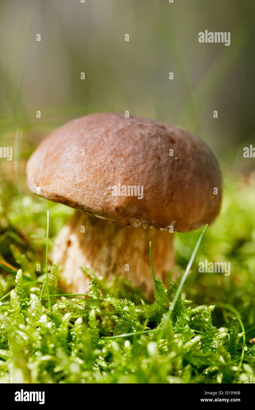 cep mushroom in a forest scene, shallow dof Stock Photo - Alamy
