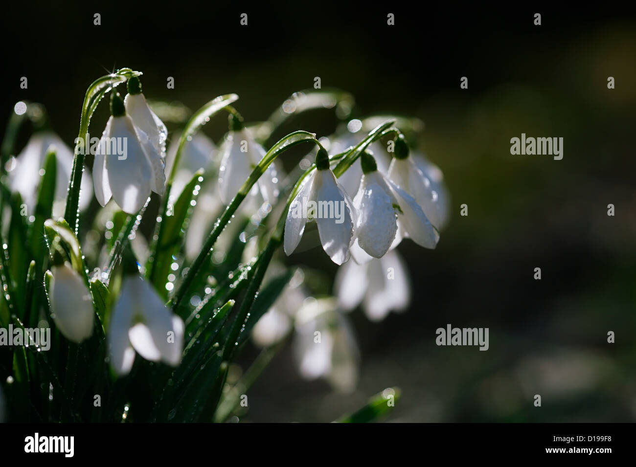 Drops dew on flowers hi-res stock photography and images - Alamy