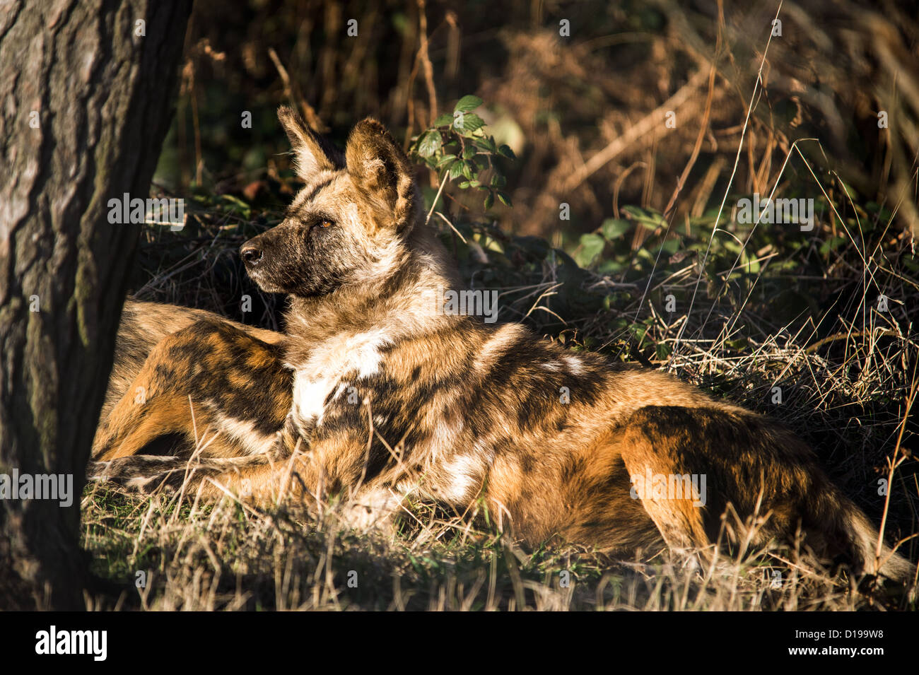 African Hunting Dog Stock Photo