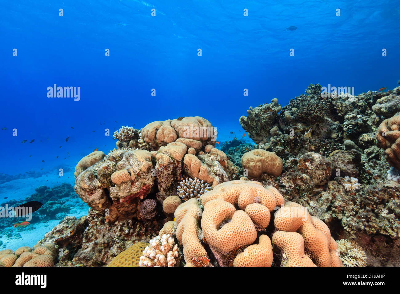 Hard corals and tropical fish on a coral reef in the Red Sea Stock Photo