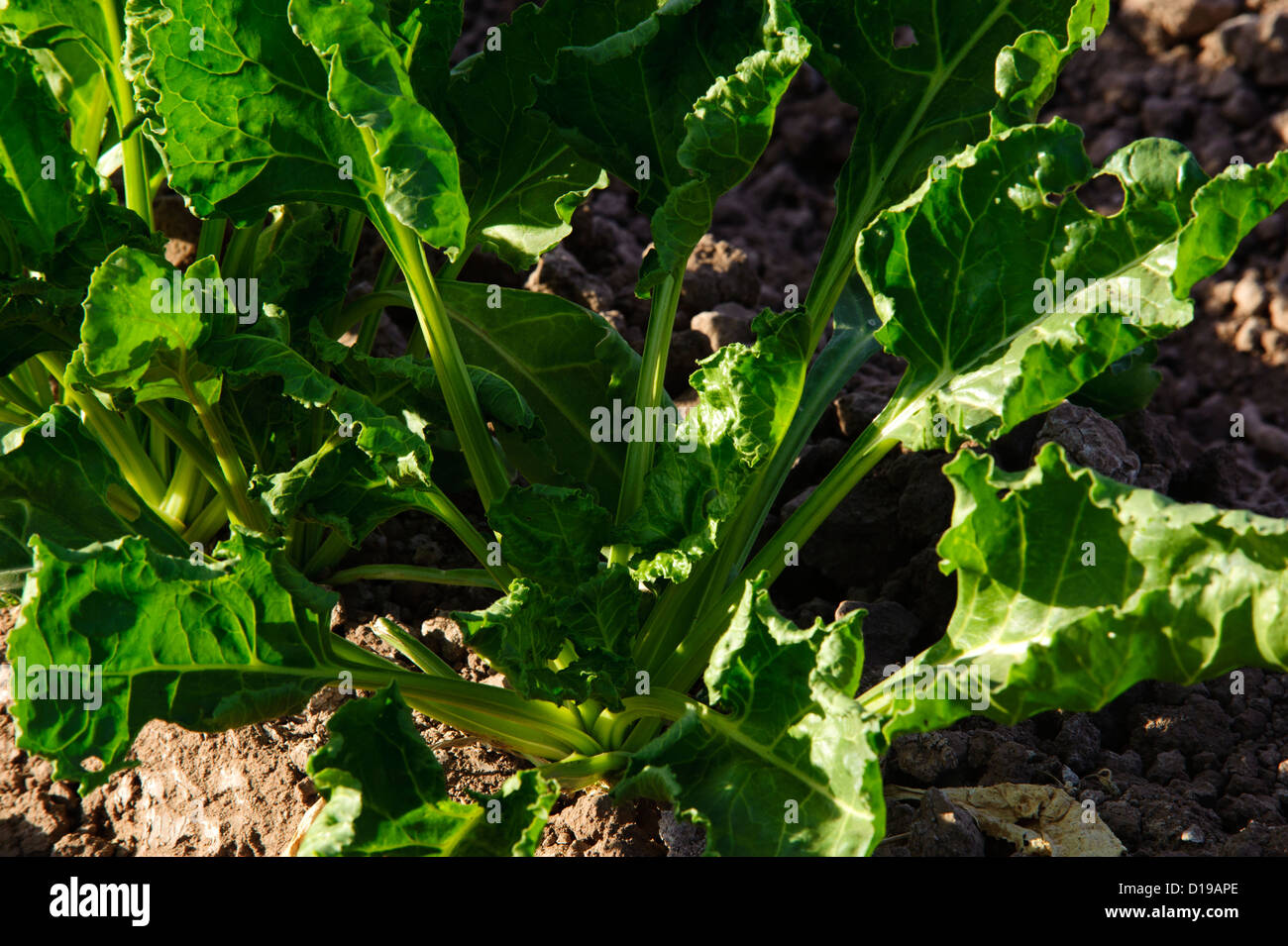 Sugar beet plant hires stock photography and images Alamy