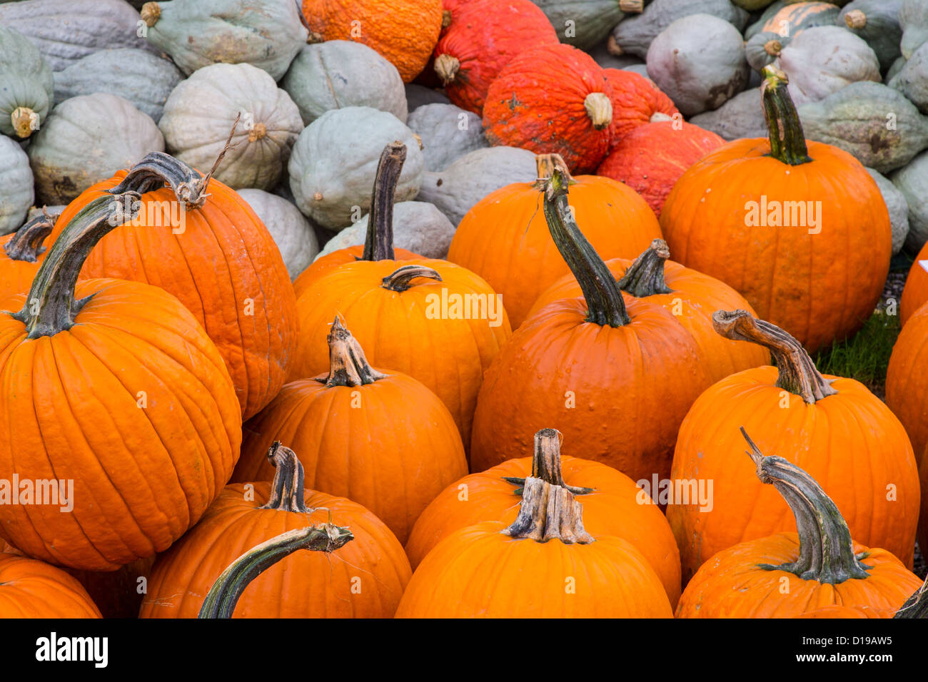 Pumpkins and gourds Stock Photo