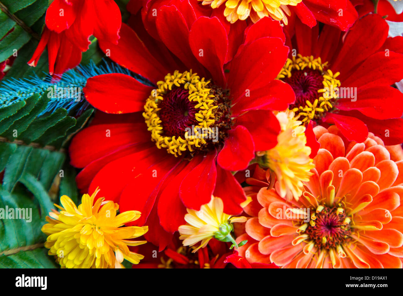 Close up of fall multicolored flower arrangement Stock Photo