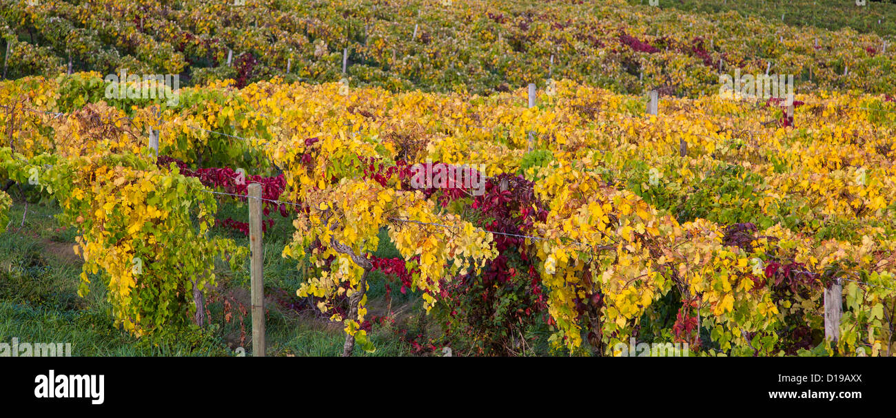 Fall colors in grape vineyards in the Finger Lakes region of New York Stock Photo