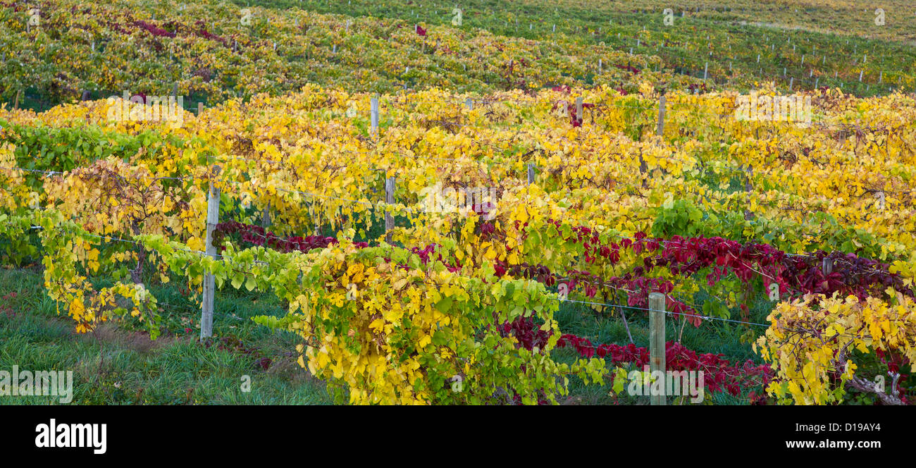 Fall colors in grape vineyards in the Finger Lakes region of New York Stock Photo
