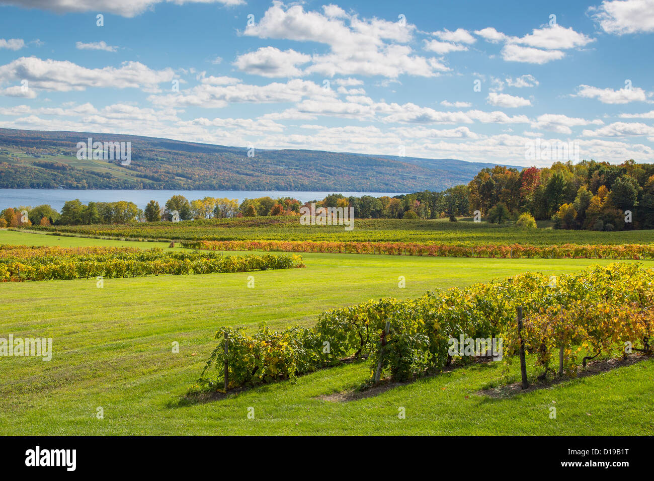 Fall grape vineyards on Seneca Lake in the Finger Lakes region of New York state Stock Photo