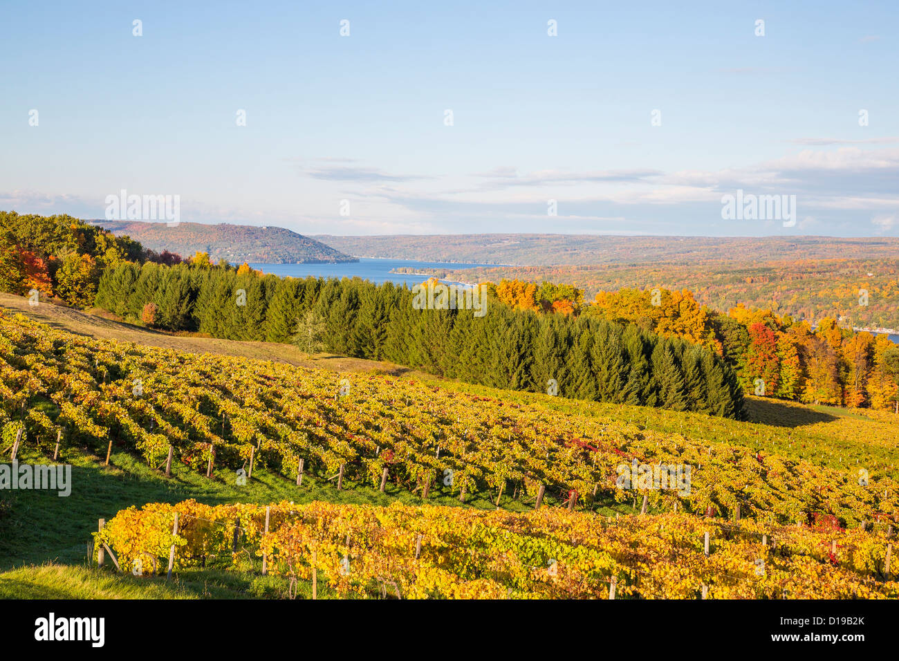 Fall grape vineyards on Keuka Lake in the Finger Lakes region of New York state Stock Photo
