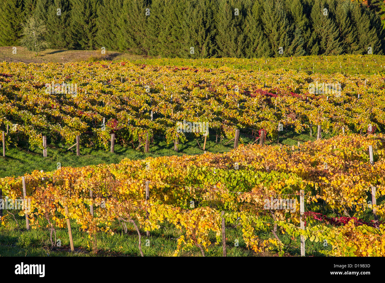 Fall grape vineyards on Keuka Lake in the Finger Lakes region of New York state Stock Photo