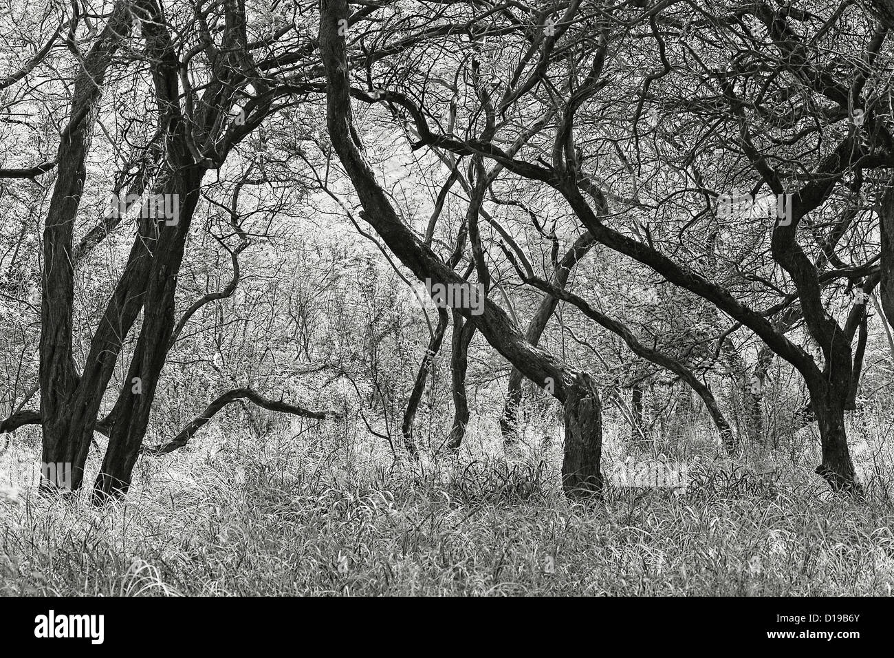 Hawaii, Lanai, Manele Bay Beach Park, Grove Of Kiawe (Mesquite) Trees