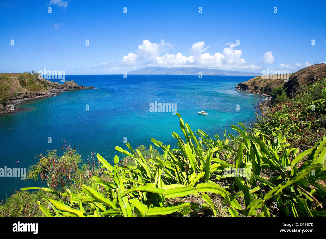 Hawaii, Maui, Honolua Bay, Green Brush Overlooking Bright Blue Water