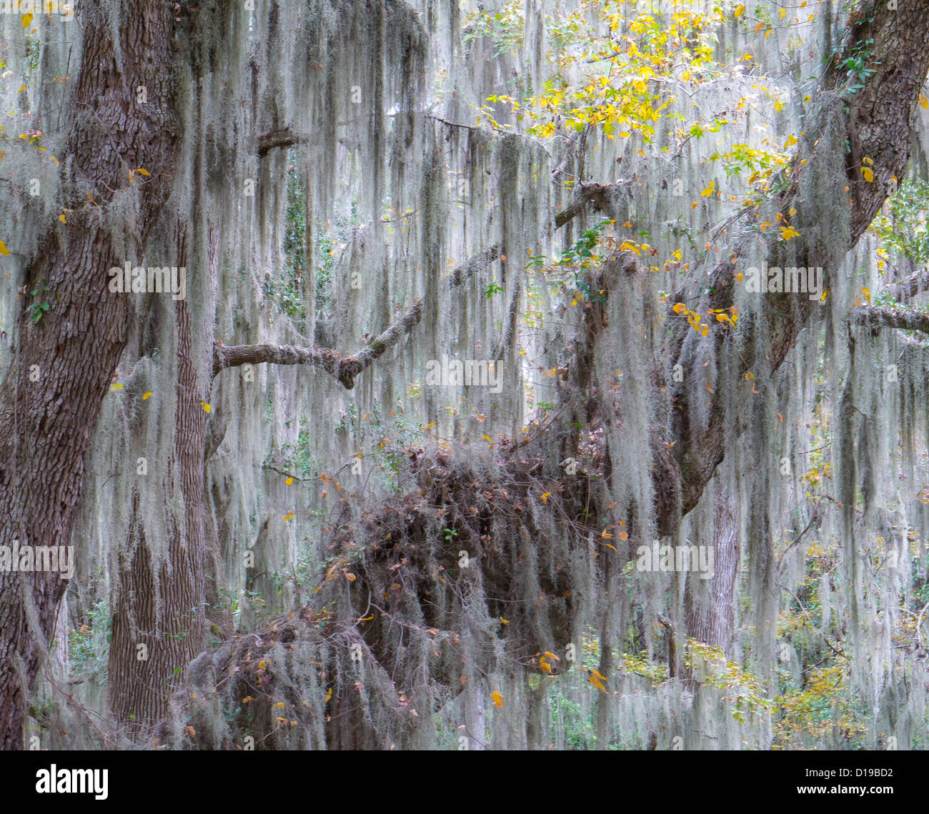Spanish Moss hanging in a tree in Fort Frederica National Monument St