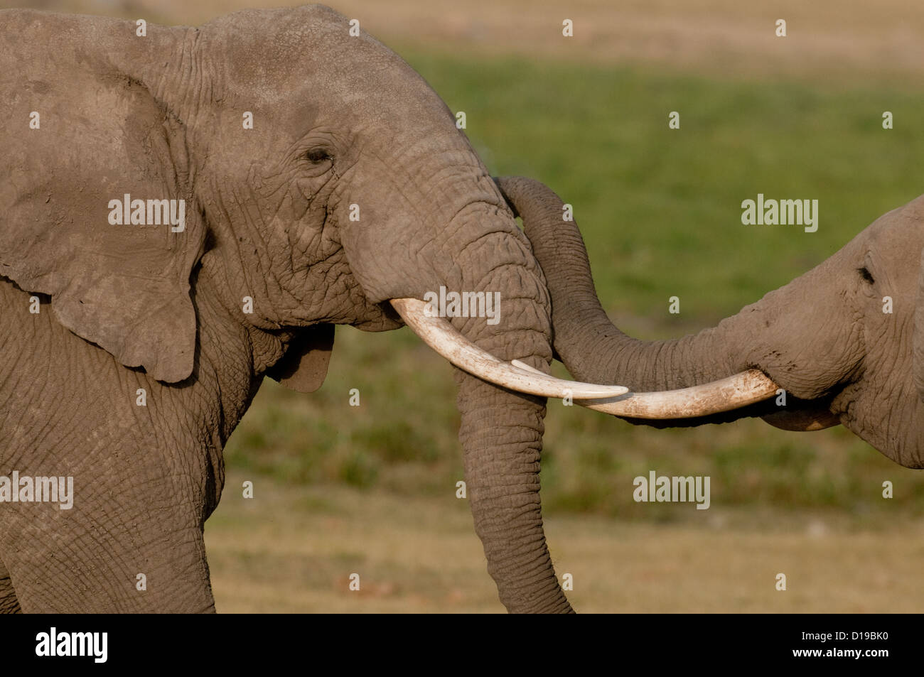 Two elephants facing each other hires stock photography and images Alamy