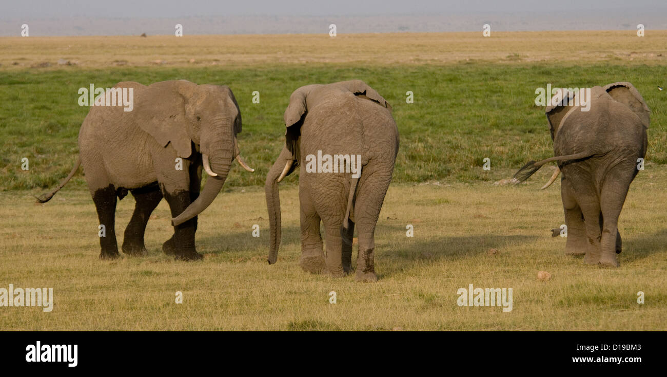 Three bull elephants together-one challenging other Stock Photo