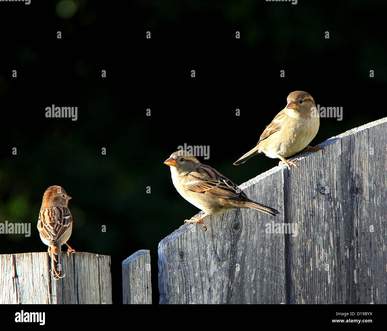 Three Birds on Fence Stock Photo Alamy