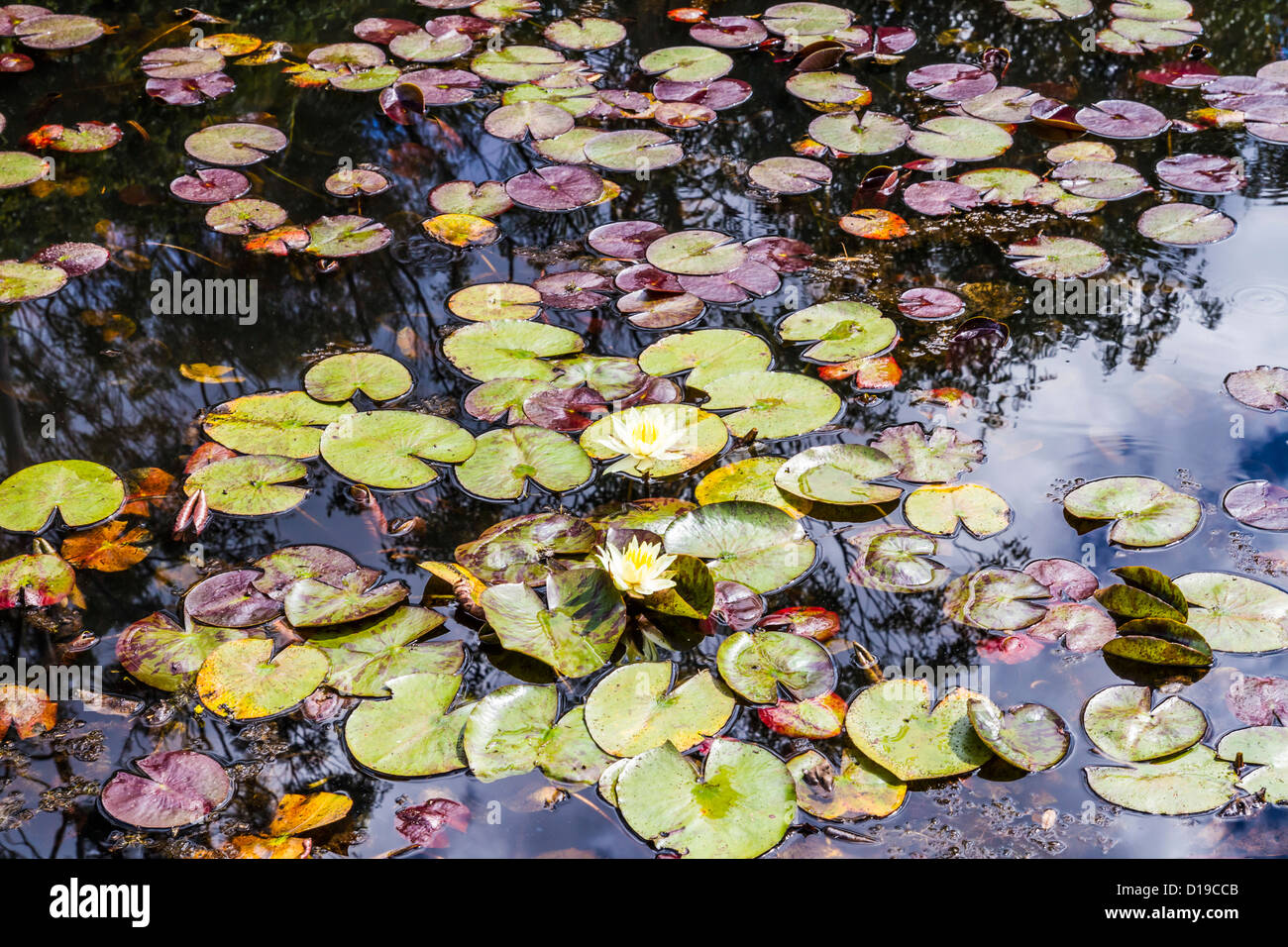Water lillies (Nymphaeaceae, rhizomatous) herbson pond. Stock Photo