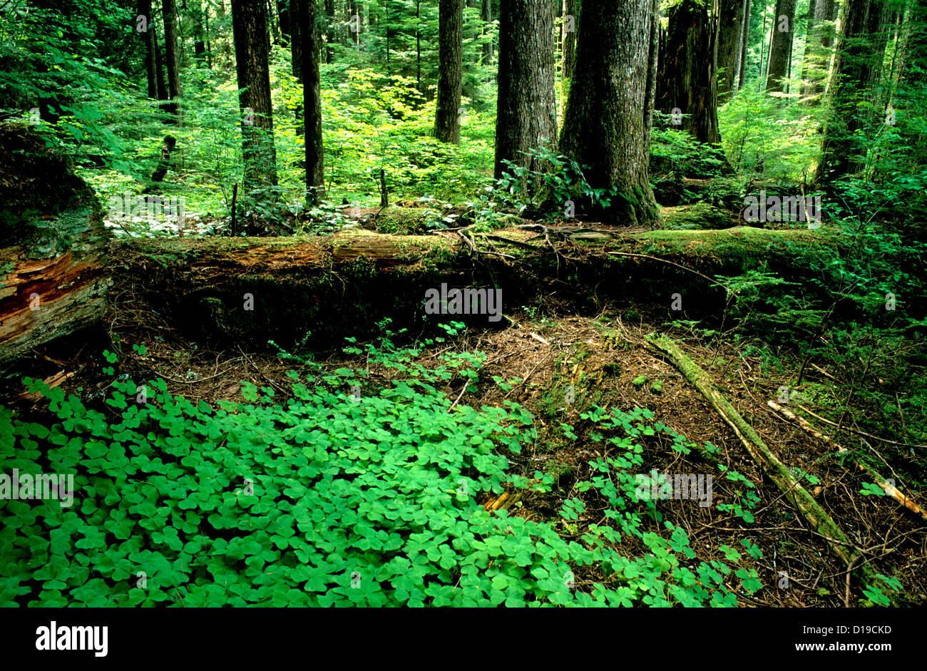Forest understory in the Mt. Hood National Forest, Oregon Stock Photo