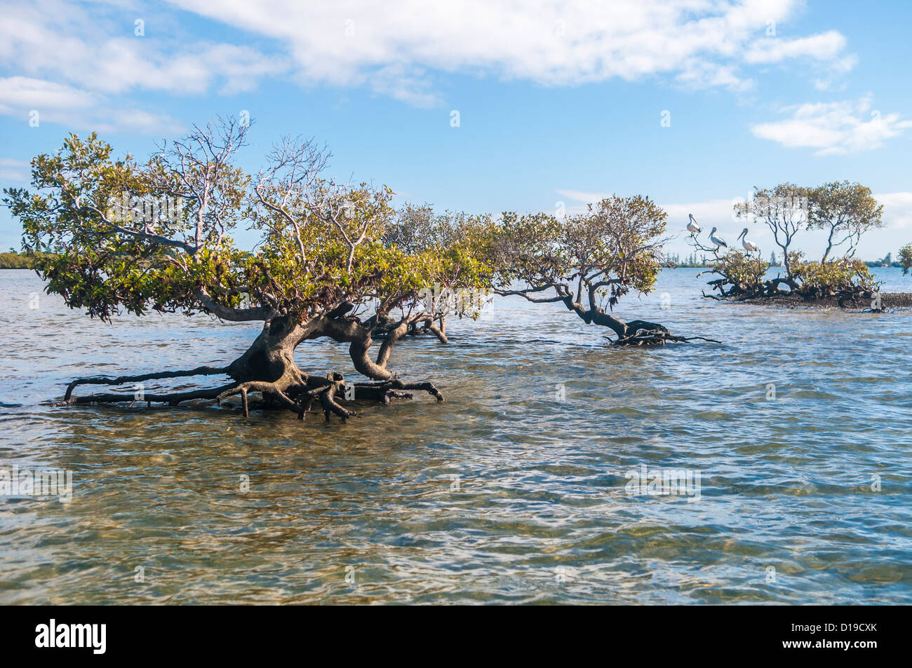 Australian Pelicans & Mangrove trees, Cleveland, Moreton Bay, Brisbane, Queensland, Australia Stock Photo