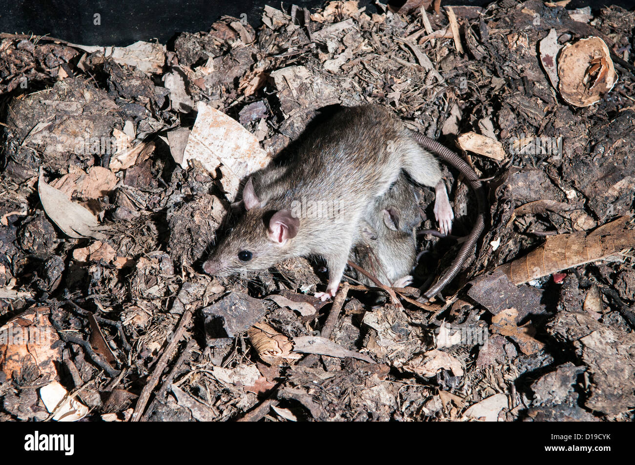 Rat Babies High Resolution Stock Photography And Images Alamy