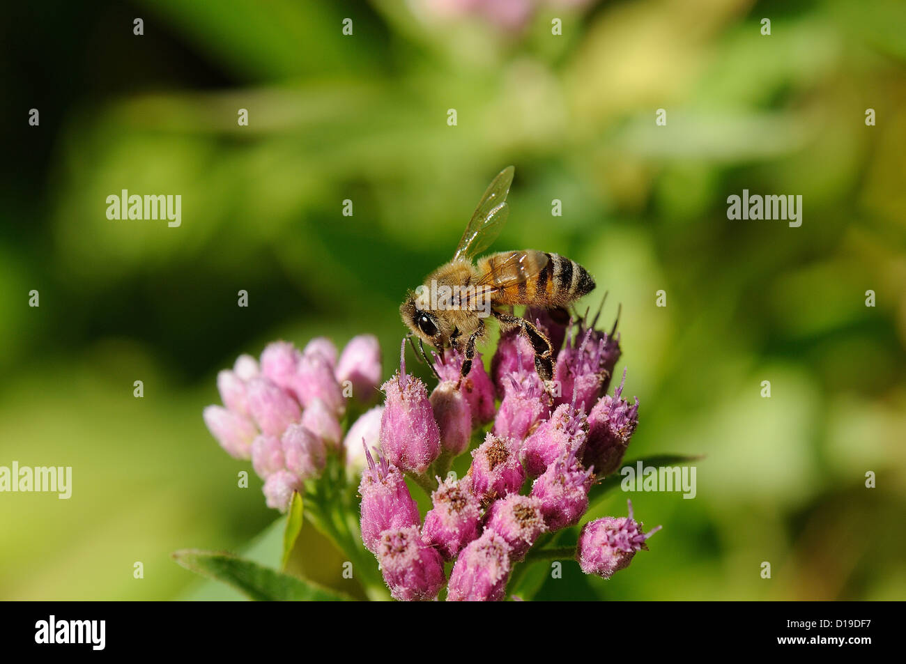 Bee on Marsh Fleabane wildflower Stock Photo