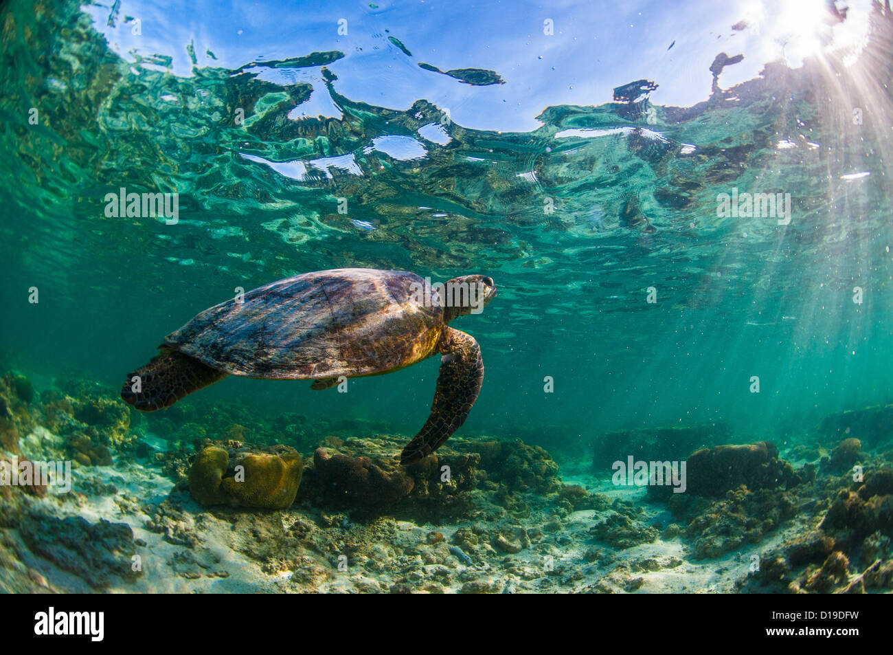 Green Sea Turtle, Lady Elliot Island, Great Barrier Reef, Queensland