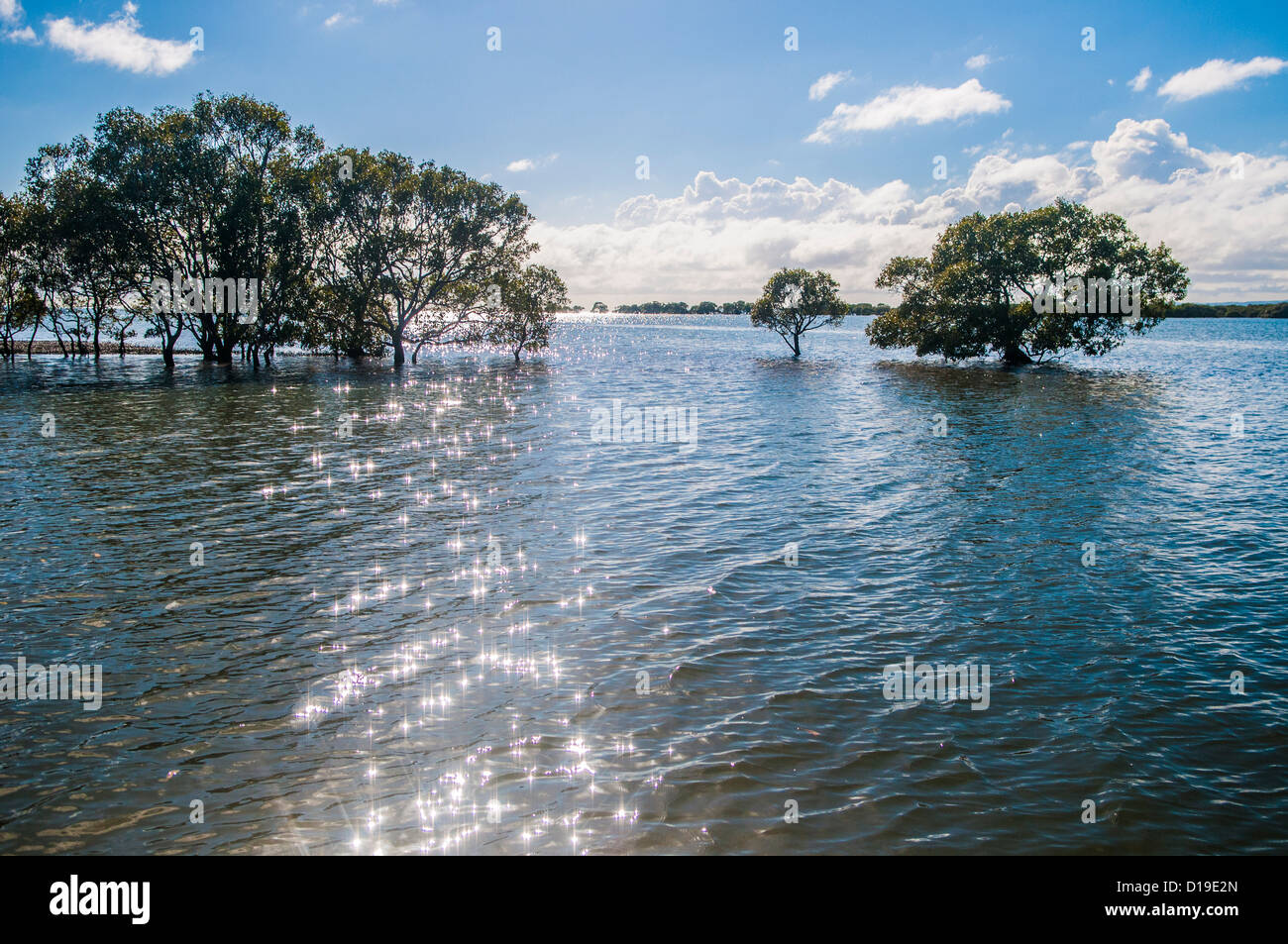 Mangrove trees, Cleveland, Moreton Bay, Brisbane, Queensland, Australia Stock Photo Alamy