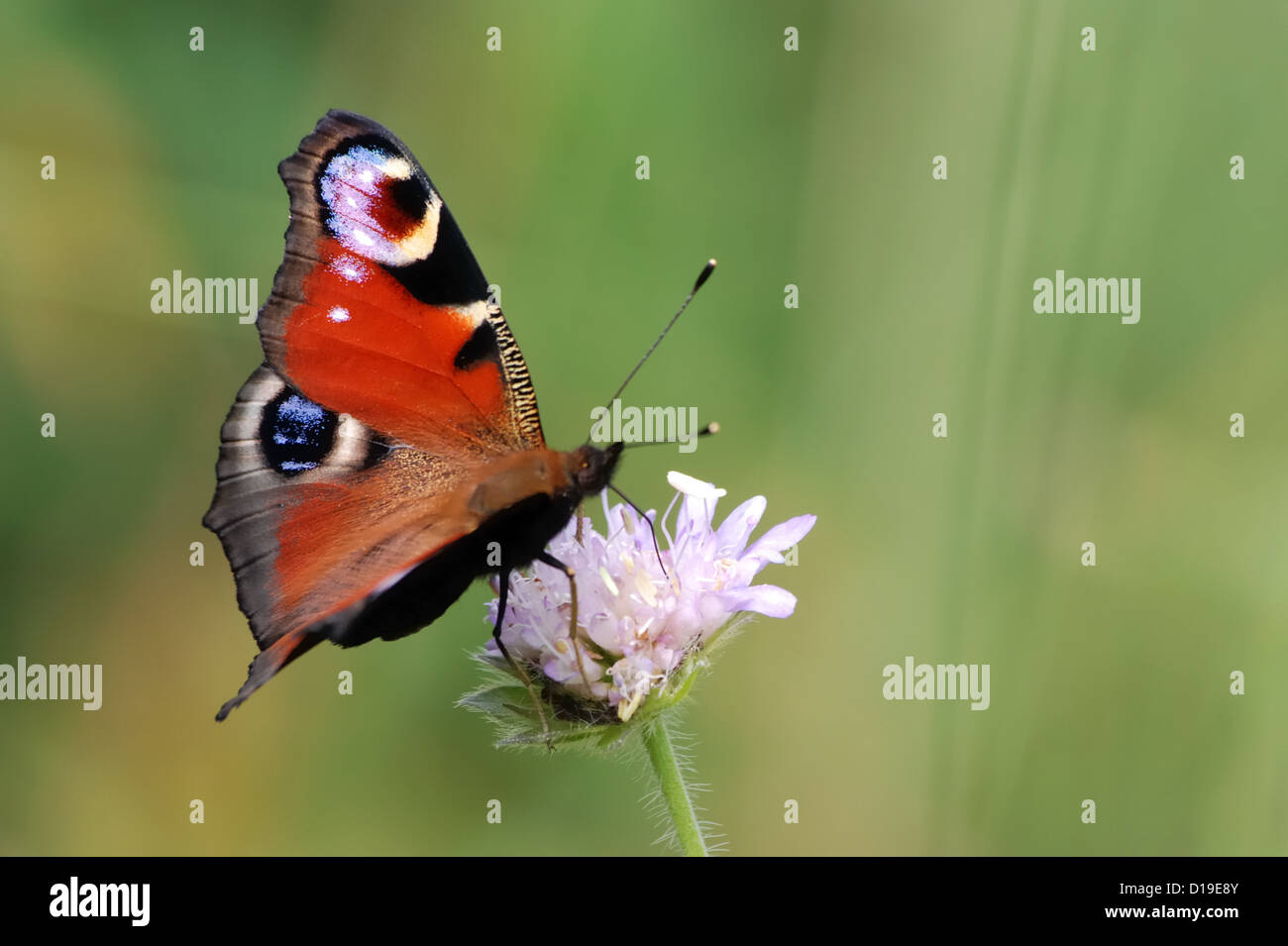 Peacock Butterfly (Inachis io) on a flower of field scabious (Knautia arvensis) Stock Photo