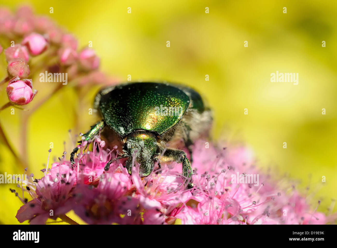 Rose chafer (Cetonia aurata) on flowers of Spirea bumalda Stock Photo