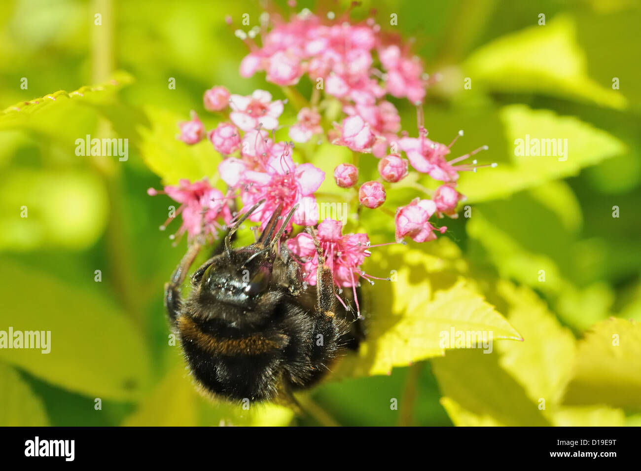 Bumblebee feeding on flowers of Spirea bumalda Stock Photo