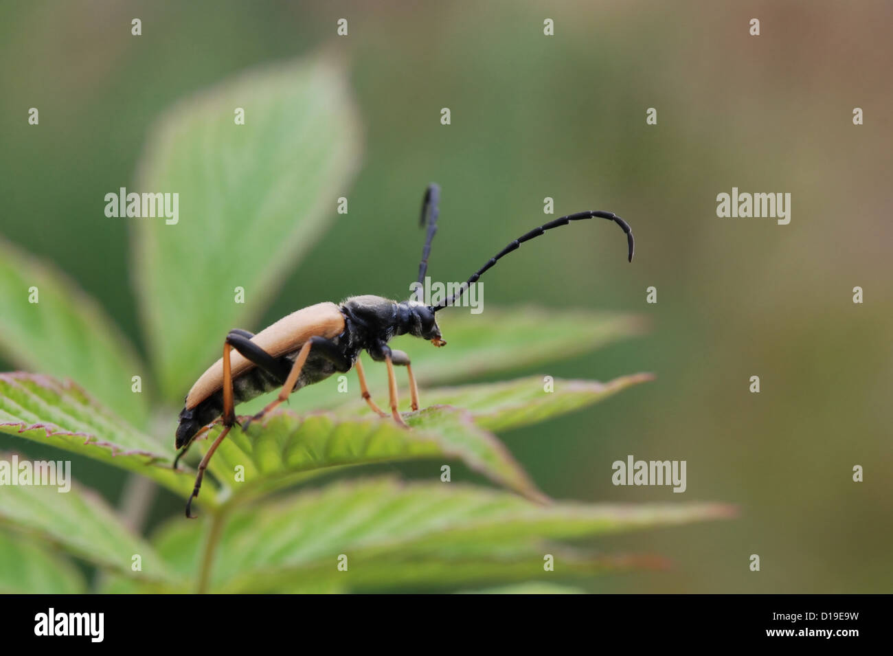 Longhorned beetle Corymbia rubra Stock Photo