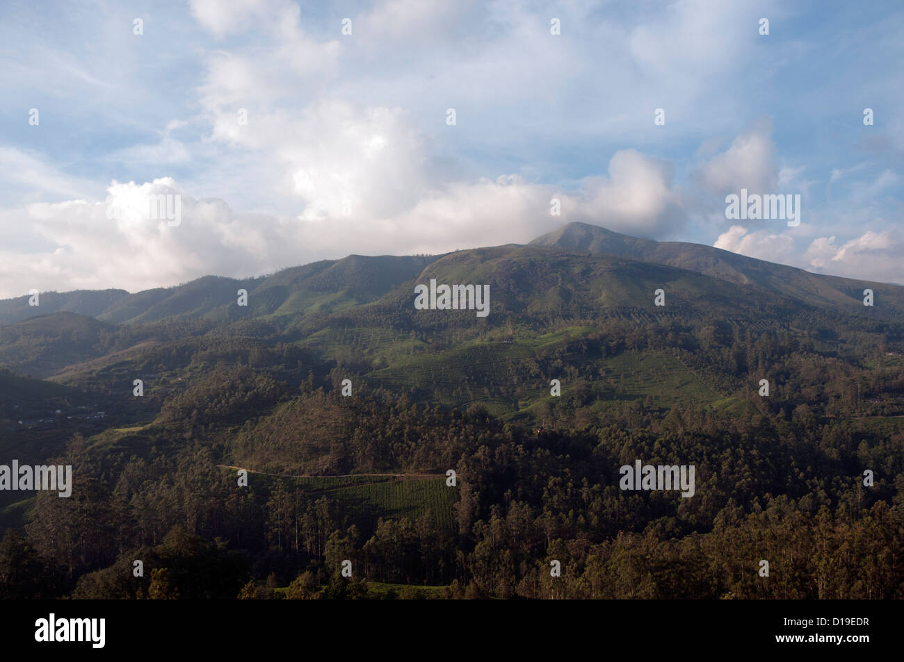 Scenic view forest Hills in Munnar Stock Photo