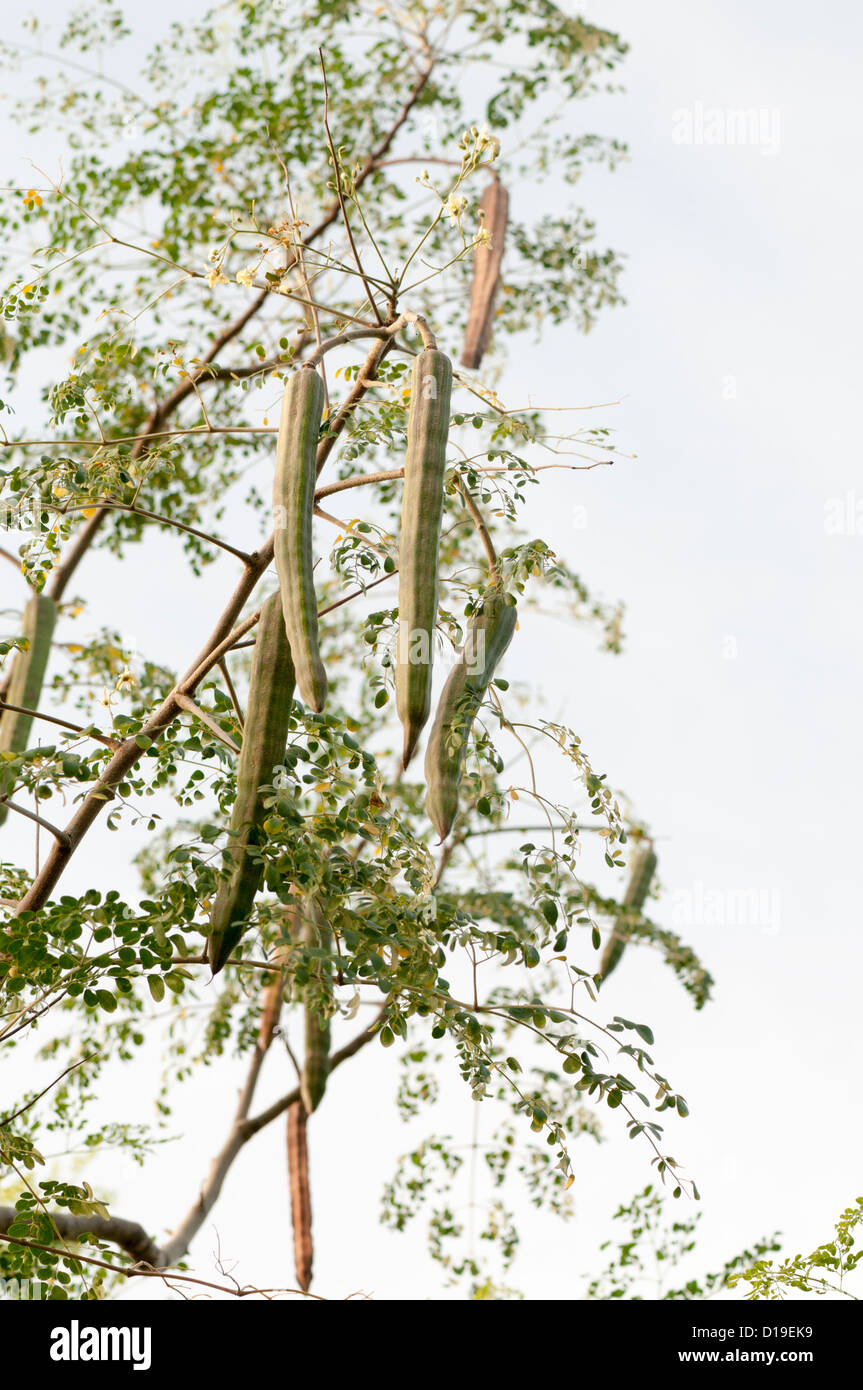 Drumstick tree hires stock photography and images Alamy