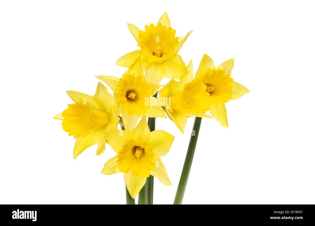 Group of yellow daffodil flowers isolated against white Stock Photo