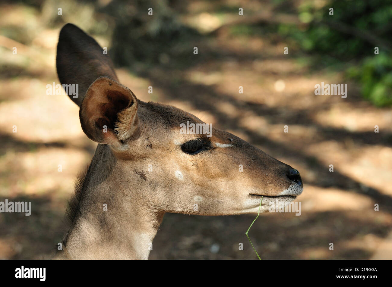 Lesser Kudu Tragelaphus imberbis, Bovidae, Etiopia Africa Stock Photo
