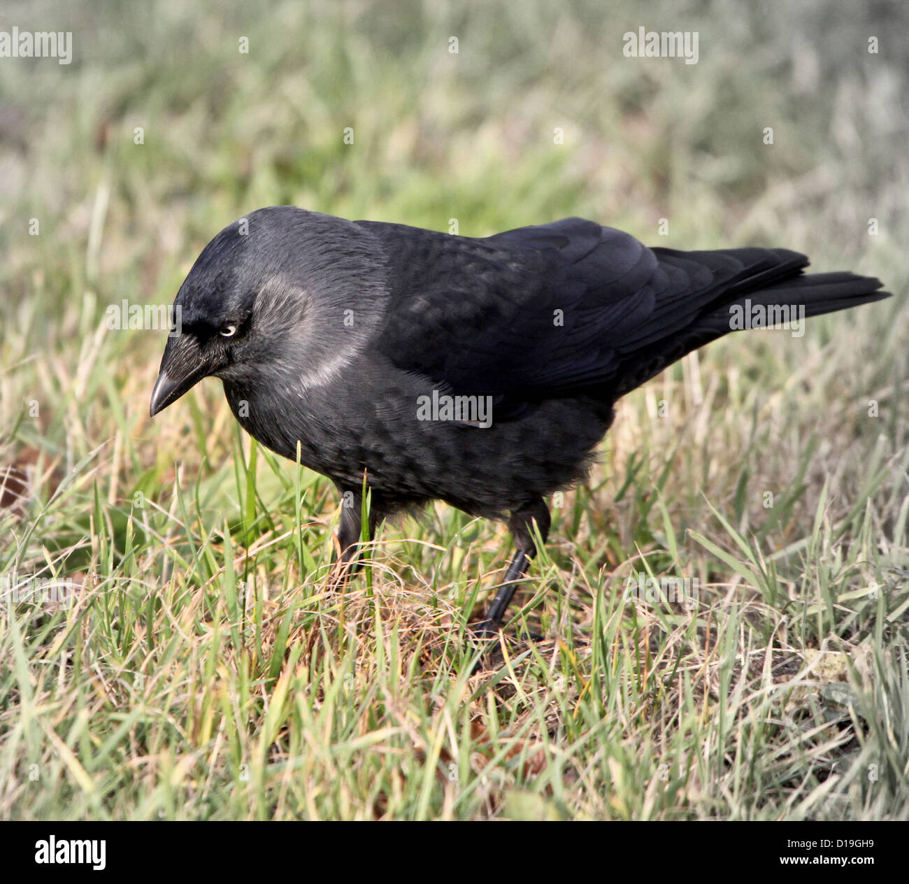 European Jackdaw (Corvus monedula) walking in the grass and looking for food Stock Photo