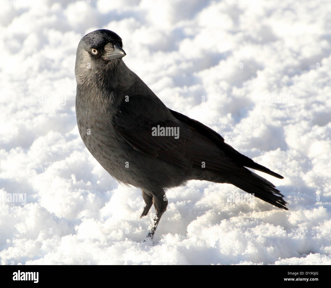 European Jackdaw (Corvus monedula) walking in the snow and looking for food Stock Photo