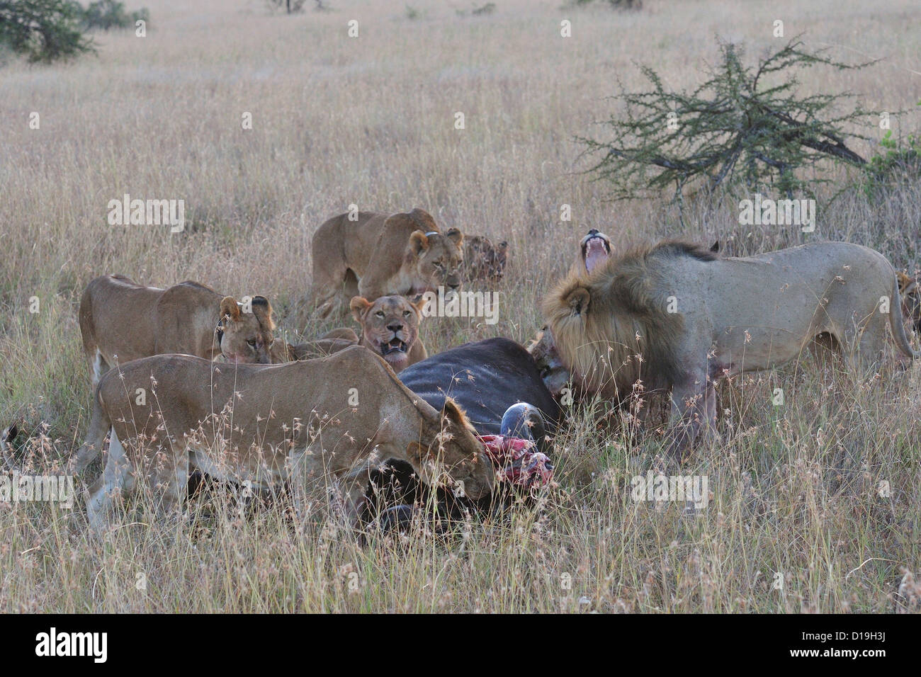 Lions (Panthera leo), predation on African Buffalo Syncerus caffer, Mugie Sanctuary, Kenya, Africa Stock Photo