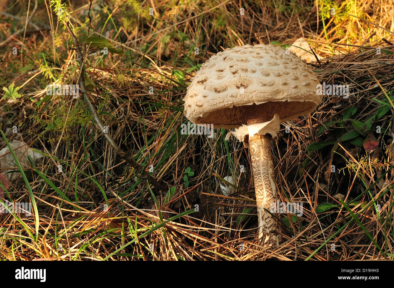 Edible mushroom Macrolepiota konradii, Lepiotaceae, Altopiano del Rascino, Fiamignano, Rieti, Lazio, Italy Stock Photo